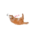 とらまるさん (茶トラ)（個別スタンプ：8）