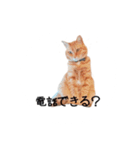 とらまるさん (茶トラ)（個別スタンプ：10）
