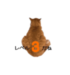 とらまるさん (茶トラ)（個別スタンプ：11）