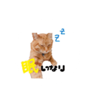 とらまるさん (茶トラ)（個別スタンプ：12）