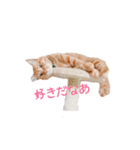 とらまるさん (茶トラ)（個別スタンプ：16）