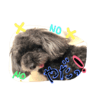 トイプードル あいすちゃん（個別スタンプ：4）