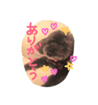 トイプードル あいすちゃん（個別スタンプ：7）