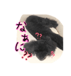 トイプードル あいすちゃん（個別スタンプ：10）
