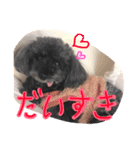 トイプードル あいすちゃん（個別スタンプ：12）