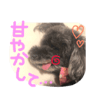トイプードル あいすちゃん（個別スタンプ：16）