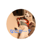 ふくちゃんふくちゃん（個別スタンプ：3）