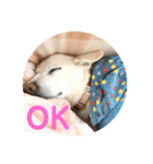 ふくちゃんふくちゃん（個別スタンプ：10）