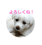 ふくちゃんふくちゃん（個別スタンプ：15）