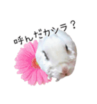 しろいうさぎ姫と、時々くろとたぬき（個別スタンプ：1）