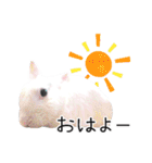 しろいうさぎ姫と、時々くろとたぬき（個別スタンプ：2）