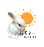 しろいうさぎ姫と、時々くろとたぬき（個別スタンプ：3）