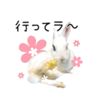 しろいうさぎ姫と、時々くろとたぬき（個別スタンプ：4）