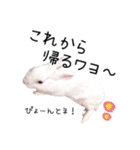しろいうさぎ姫と、時々くろとたぬき（個別スタンプ：6）
