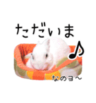 しろいうさぎ姫と、時々くろとたぬき（個別スタンプ：7）