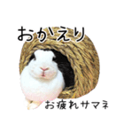 しろいうさぎ姫と、時々くろとたぬき（個別スタンプ：8）
