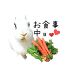 しろいうさぎ姫と、時々くろとたぬき（個別スタンプ：9）