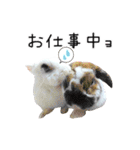 しろいうさぎ姫と、時々くろとたぬき（個別スタンプ：10）