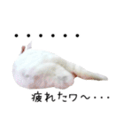 しろいうさぎ姫と、時々くろとたぬき（個別スタンプ：11）