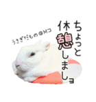 しろいうさぎ姫と、時々くろとたぬき（個別スタンプ：12）