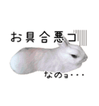 しろいうさぎ姫と、時々くろとたぬき（個別スタンプ：13）