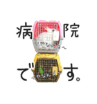 しろいうさぎ姫と、時々くろとたぬき（個別スタンプ：14）