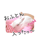 しろいうさぎ姫と、時々くろとたぬき（個別スタンプ：15）