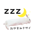 しろいうさぎ姫と、時々くろとたぬき（個別スタンプ：16）