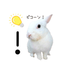 しろいうさぎ姫と、時々くろとたぬき（個別スタンプ：17）