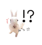 しろいうさぎ姫と、時々くろとたぬき（個別スタンプ：18）
