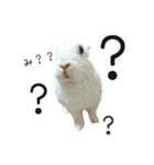 しろいうさぎ姫と、時々くろとたぬき（個別スタンプ：19）