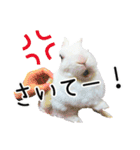 しろいうさぎ姫と、時々くろとたぬき（個別スタンプ：21）