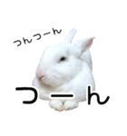 しろいうさぎ姫と、時々くろとたぬき（個別スタンプ：23）