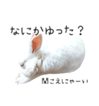 しろいうさぎ姫と、時々くろとたぬき（個別スタンプ：24）