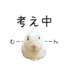 しろいうさぎ姫と、時々くろとたぬき（個別スタンプ：25）