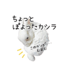 しろいうさぎ姫と、時々くろとたぬき（個別スタンプ：26）