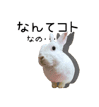 しろいうさぎ姫と、時々くろとたぬき（個別スタンプ：27）