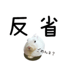 しろいうさぎ姫と、時々くろとたぬき（個別スタンプ：28）