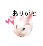 しろいうさぎ姫と、時々くろとたぬき（個別スタンプ：29）