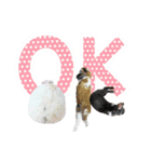 しろいうさぎ姫と、時々くろとたぬき（個別スタンプ：30）
