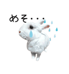 しろいうさぎ姫と、時々くろとたぬき（個別スタンプ：32）