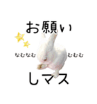 しろいうさぎ姫と、時々くろとたぬき（個別スタンプ：33）