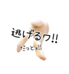 しろいうさぎ姫と、時々くろとたぬき（個別スタンプ：34）
