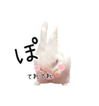 しろいうさぎ姫と、時々くろとたぬき（個別スタンプ：35）
