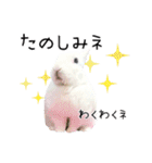 しろいうさぎ姫と、時々くろとたぬき（個別スタンプ：36）