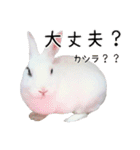 しろいうさぎ姫と、時々くろとたぬき（個別スタンプ：37）