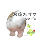 しろいうさぎ姫と、時々くろとたぬき（個別スタンプ：38）