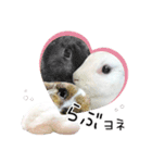 しろいうさぎ姫と、時々くろとたぬき（個別スタンプ：39）