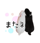 しろいうさぎ姫と、時々くろとたぬき（個別スタンプ：40）