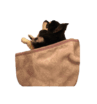 チワワのPさん（個別スタンプ：8）